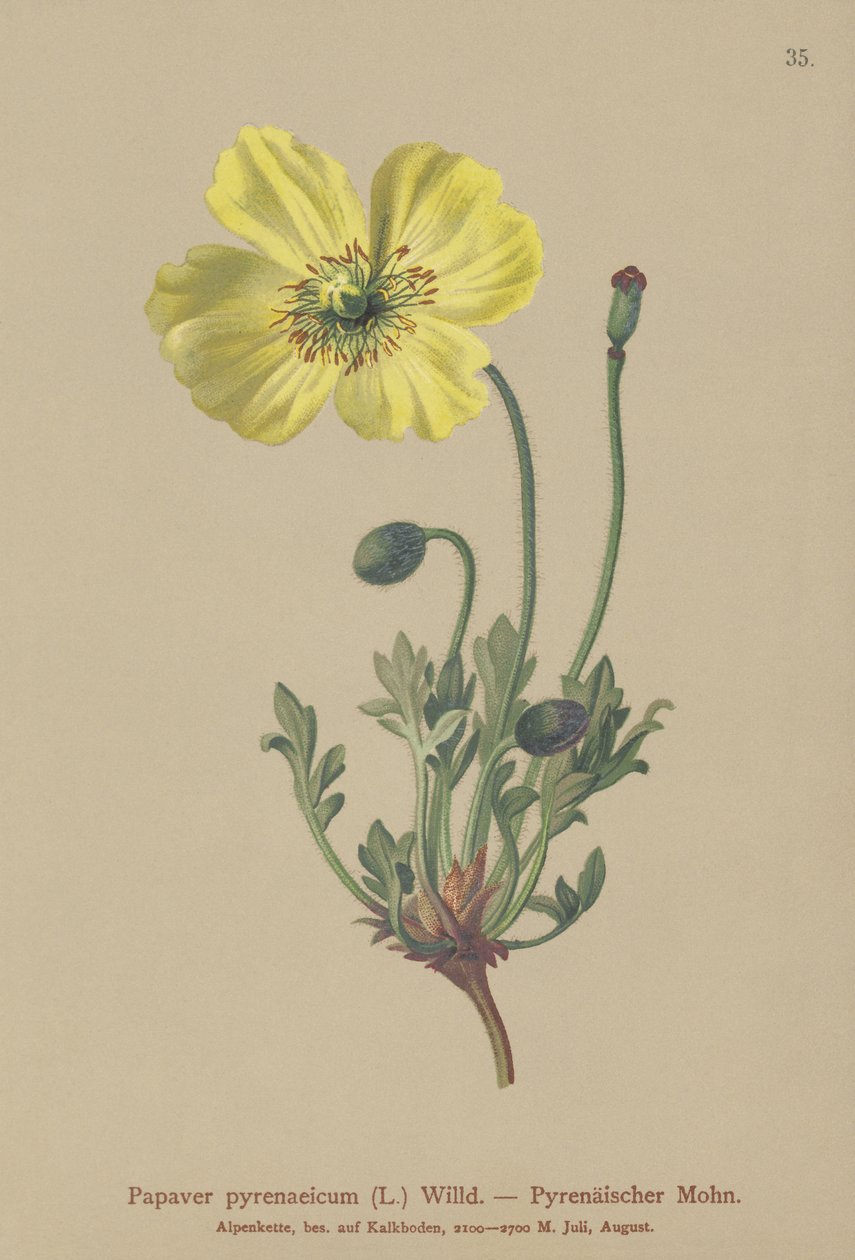 Amapola pirenaica (Papaver pyrenaeicum, Papaver alpinum sub.) de German School