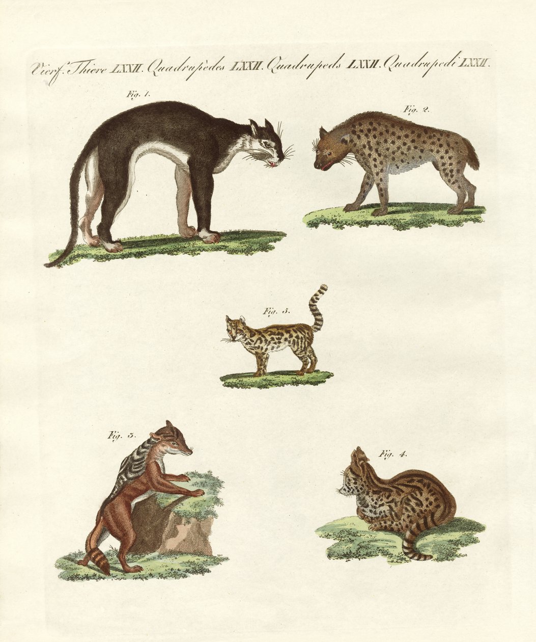 Animales rapaces de German School