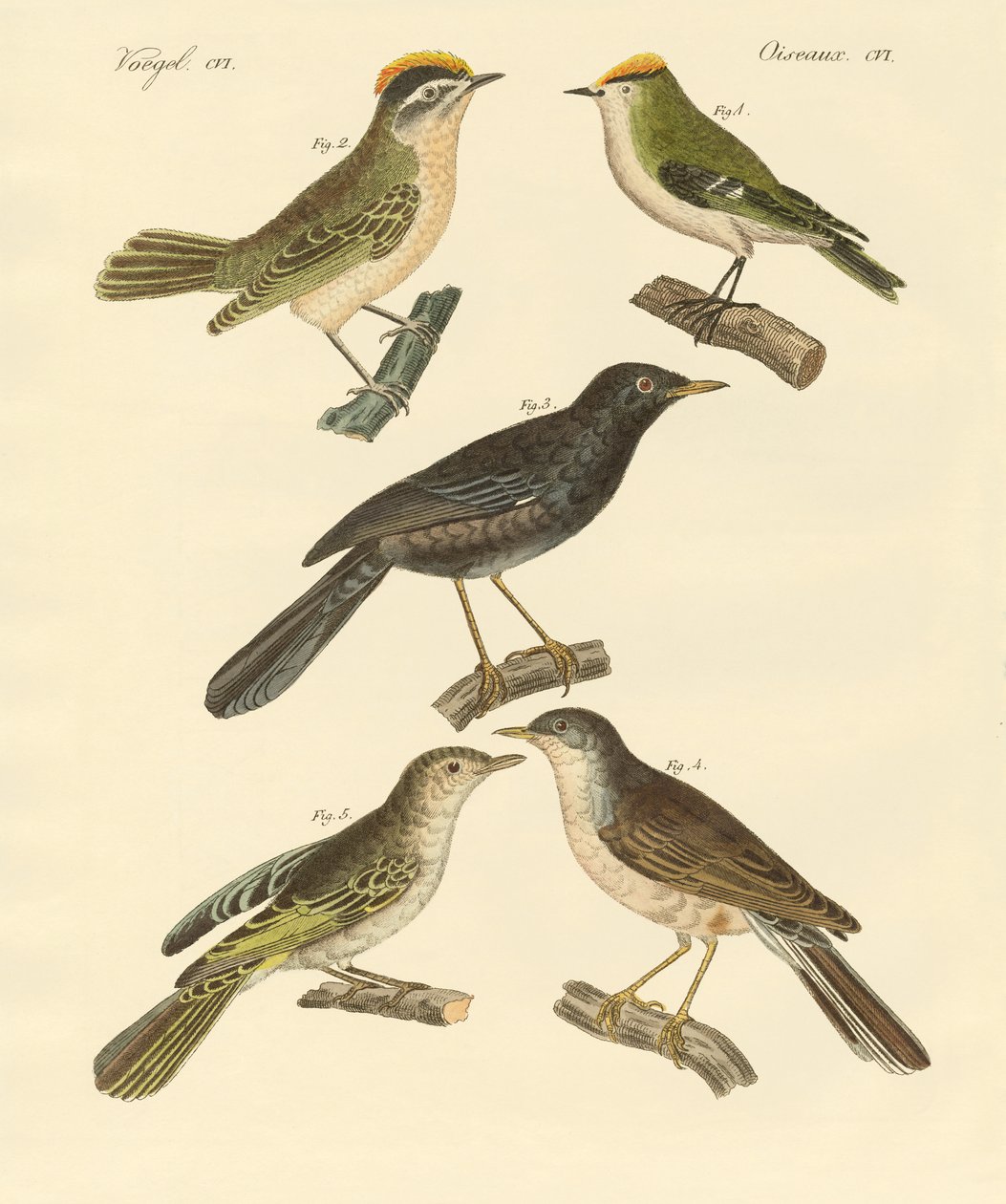 Aves raras y hermosas de Europa y Alemania de German School