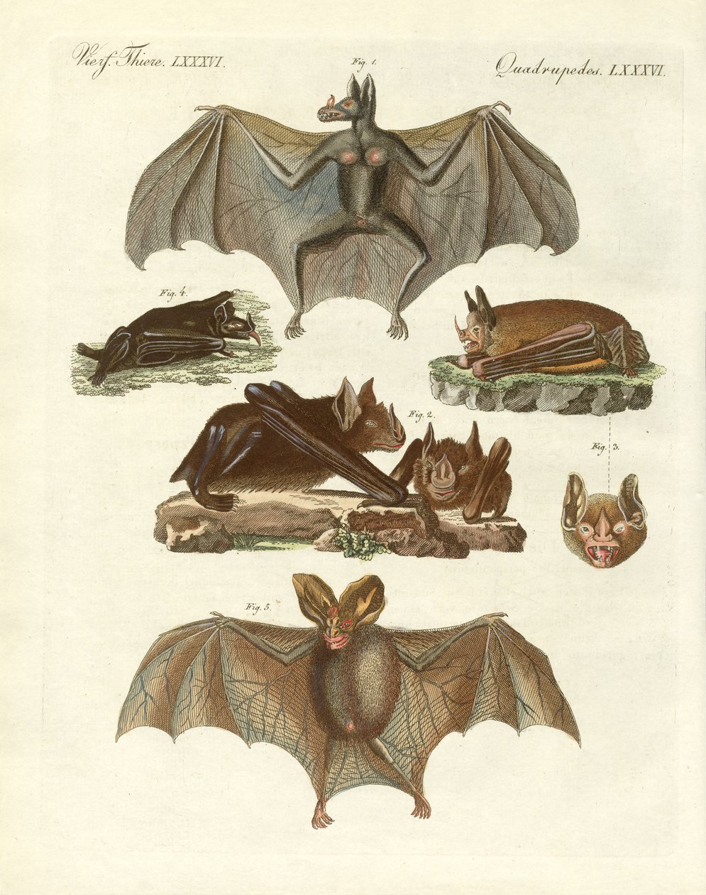 Murciélagos raros de German School