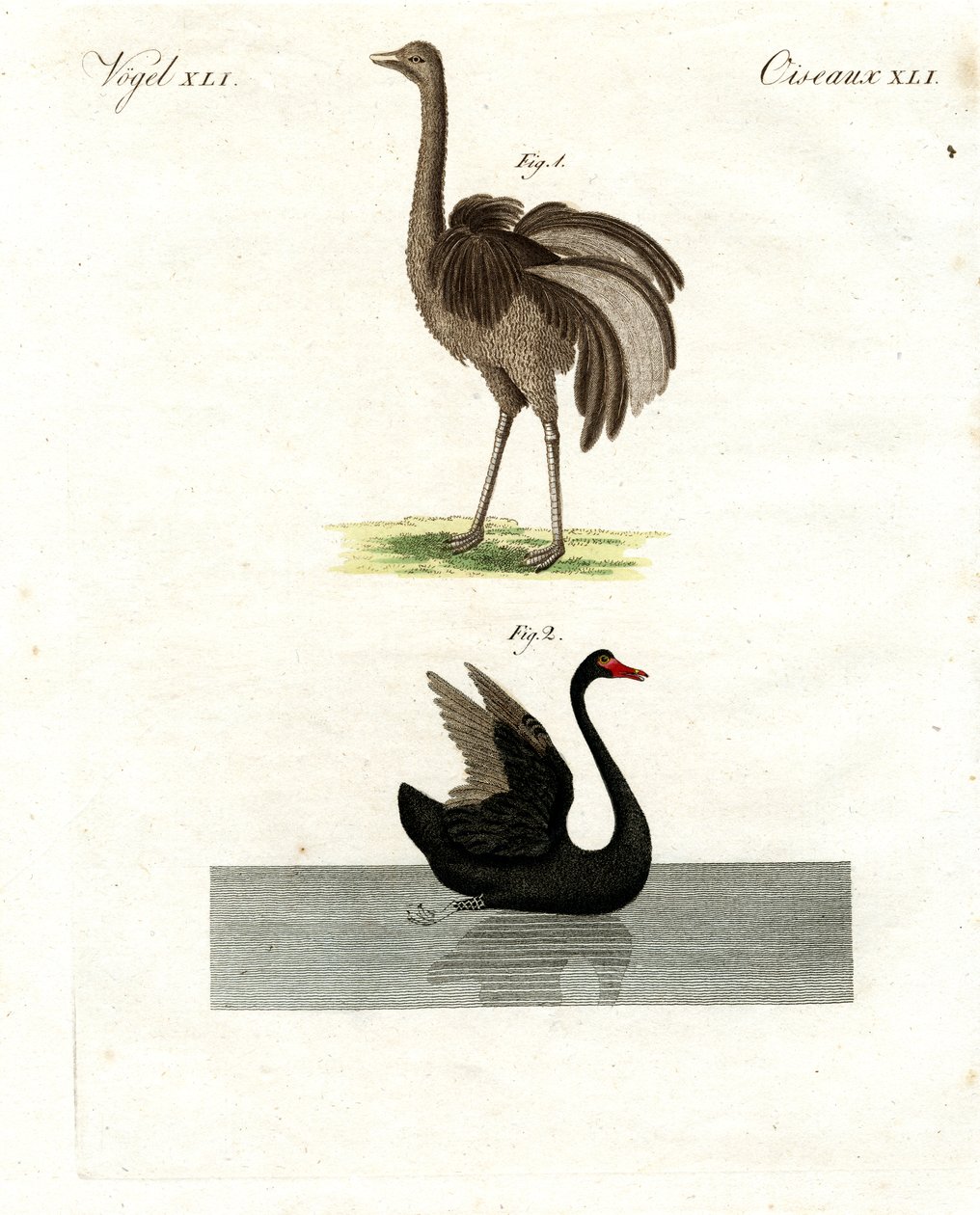 Aves raras de German School