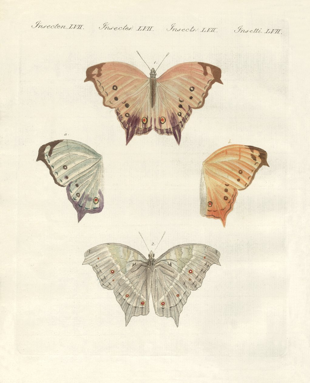 Mariposas raras de German School