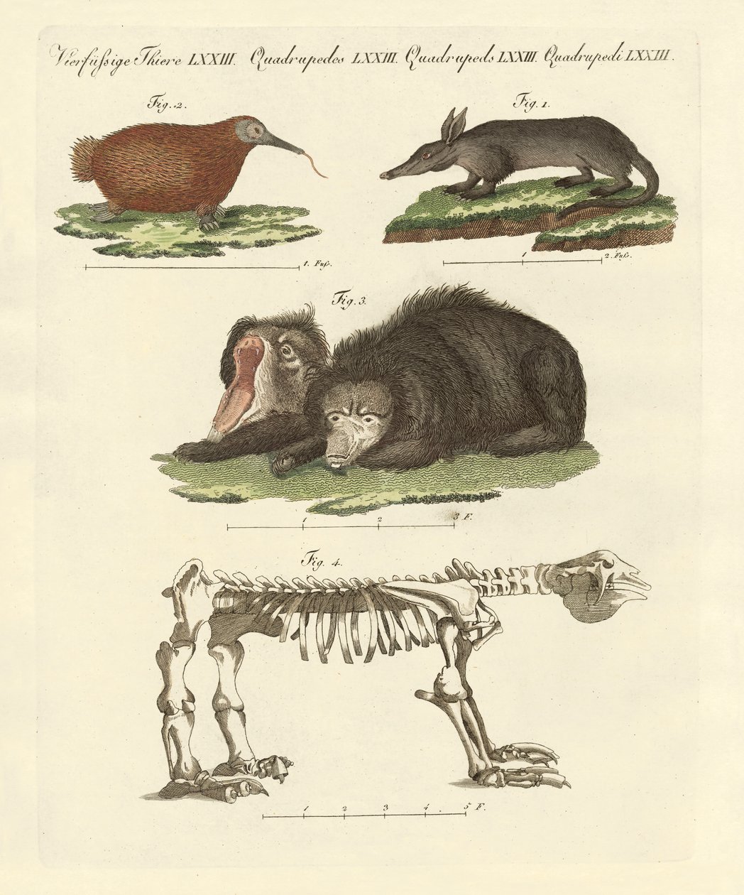 Mamíferos raros de German School