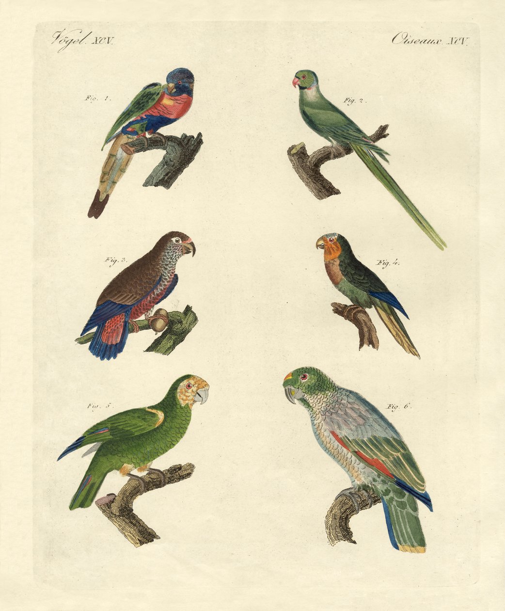Loros raros de German School
