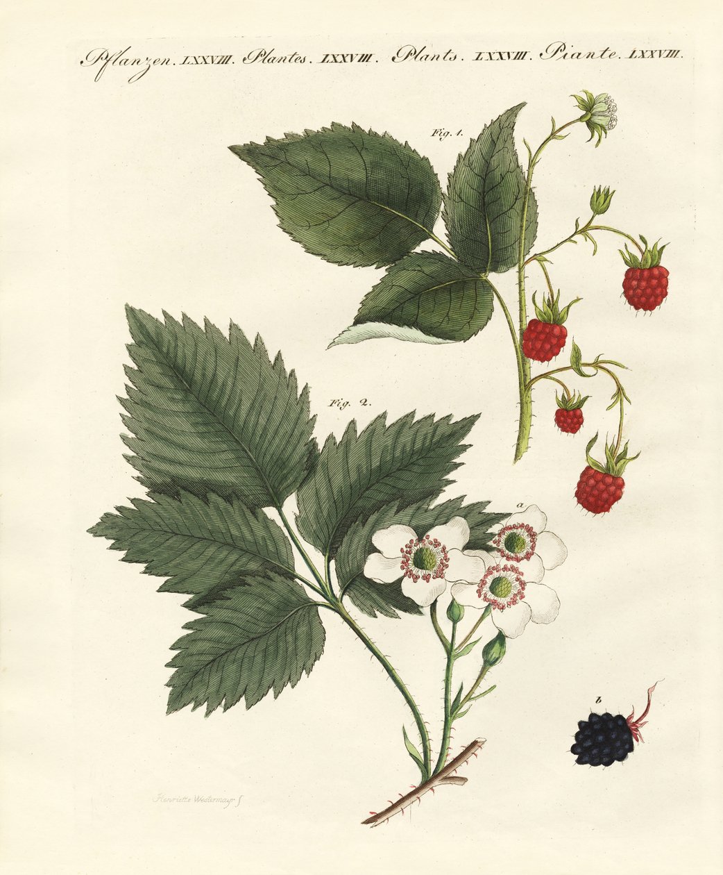 Frambuesas y moras de German School