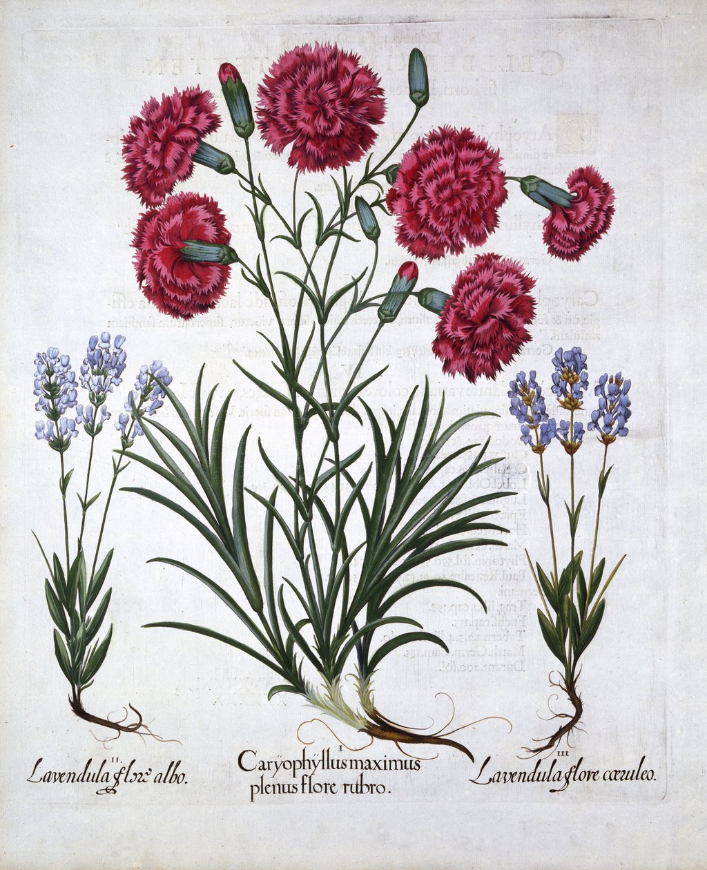 Clavel rojo y lavanda, de Hortus Eystettensis, por Basil Besler, pub. 1613 de German School
