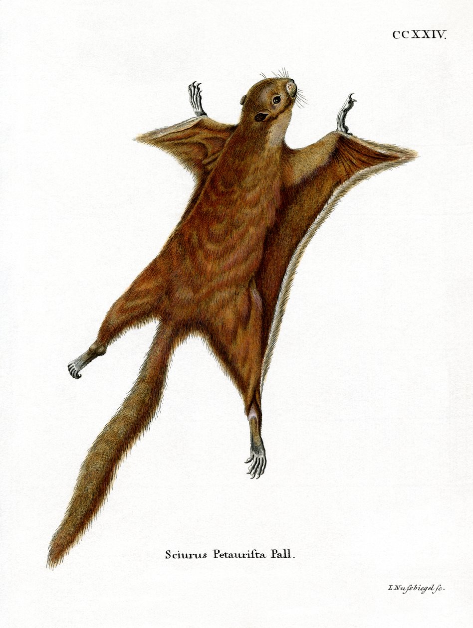 Ardilla Voladora Gigante Roja de German School