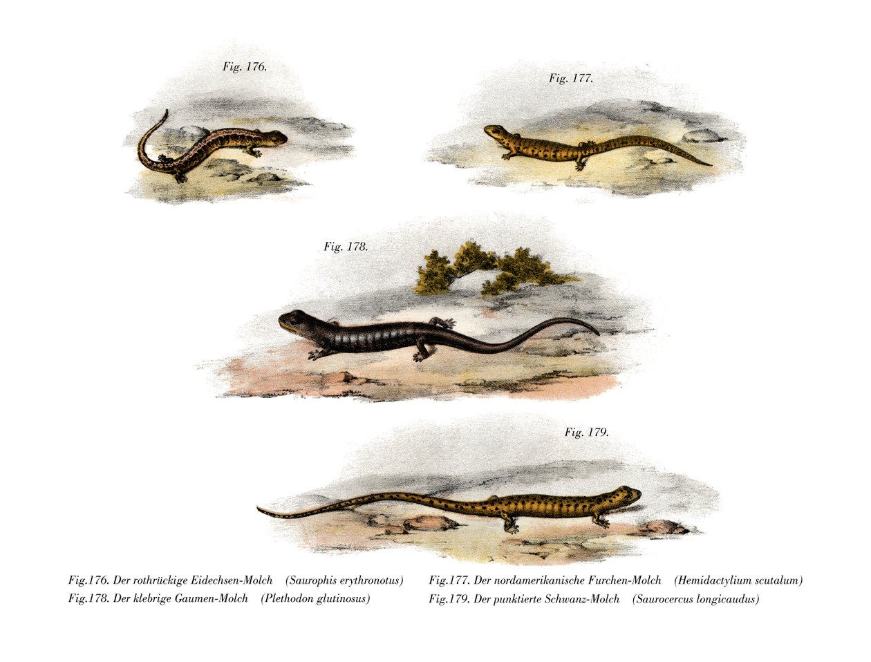 Salamandra de espalda roja de German School