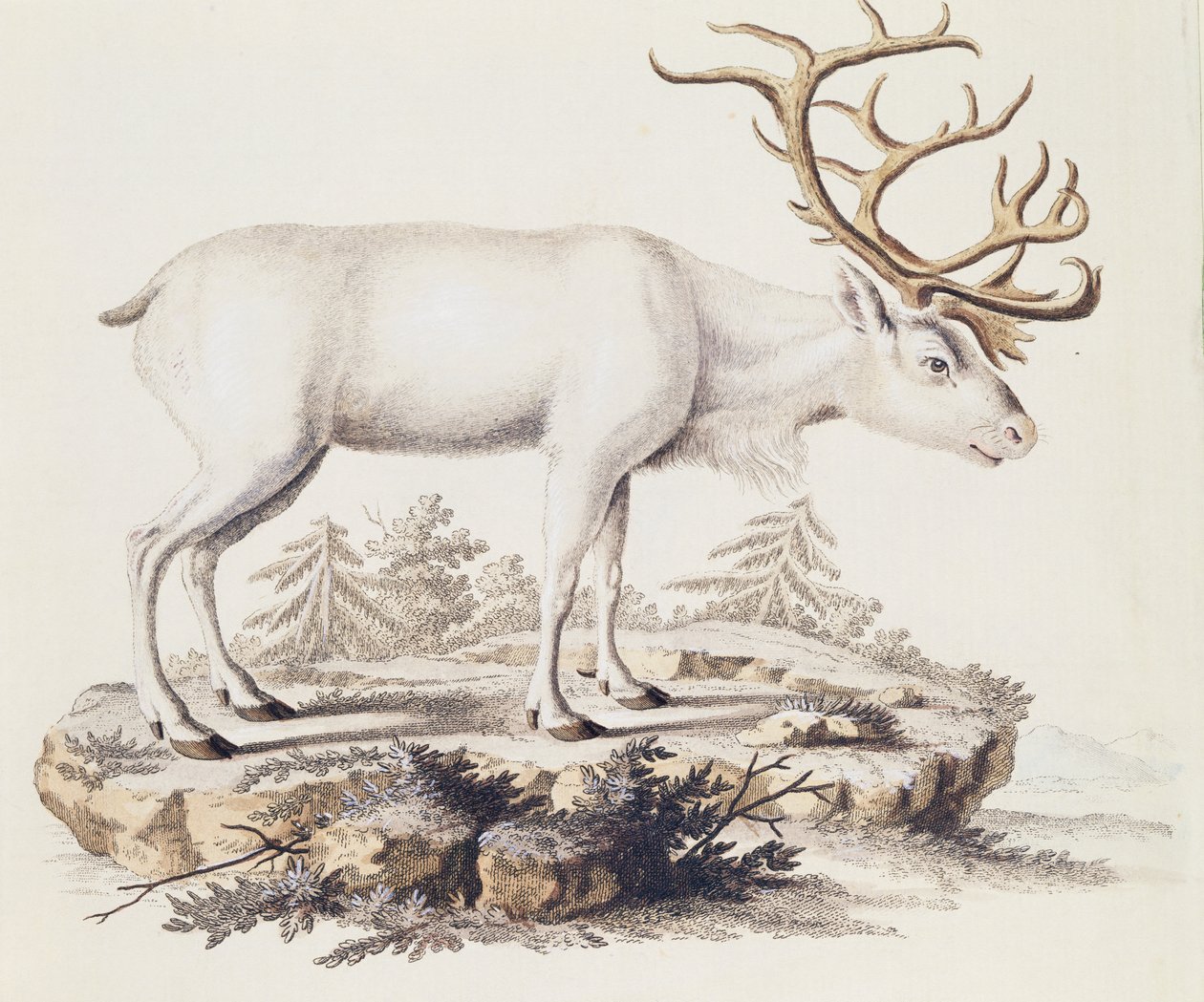 Reno (Cervus tarandus), de Mamíferos ilustrados de la Naturaleza con descripciones, por Johann Christian Daniel von Schreber (1739-1810), grabado por I Nufsbiegel, volumen 5, tabla 248-C, Alemania de German School