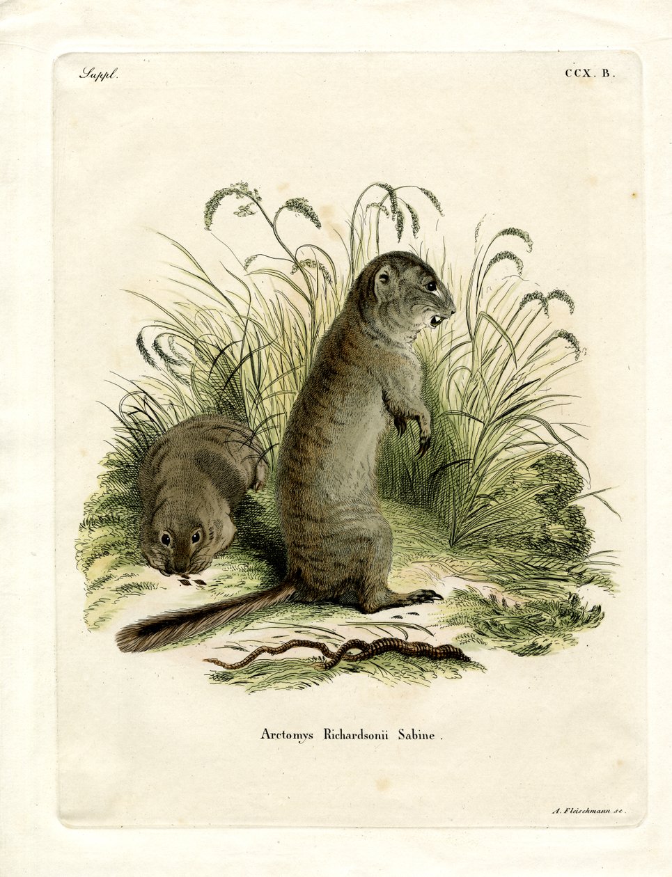 Ardilla de Richardson de German School