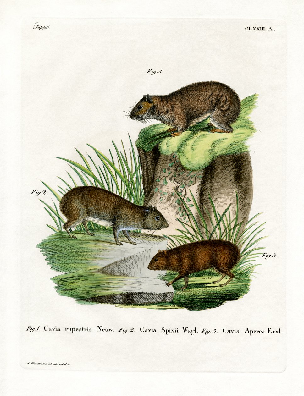 Cavy de Roca de German School