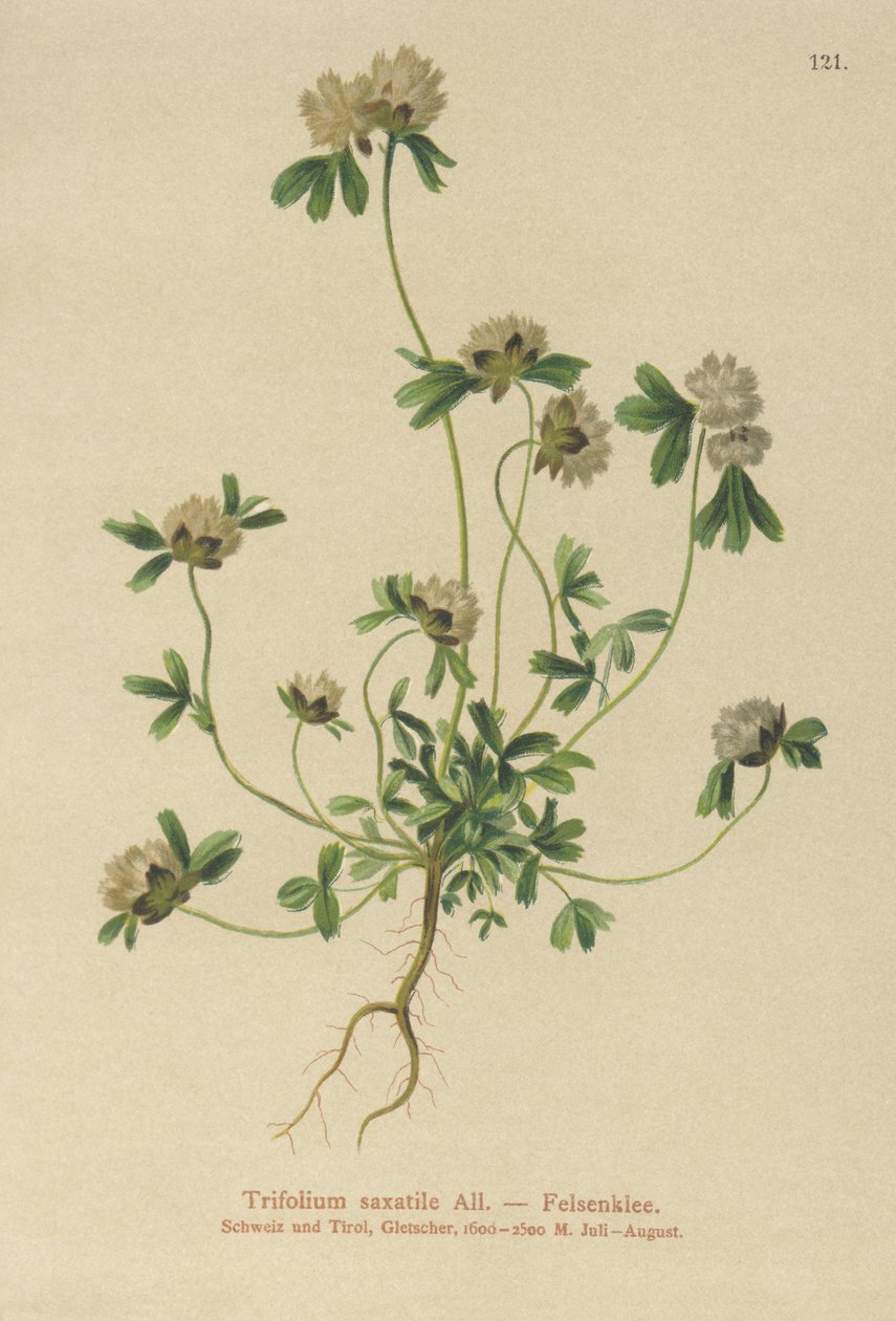 Trébol de roca (Trifolium saxatile) de German School
