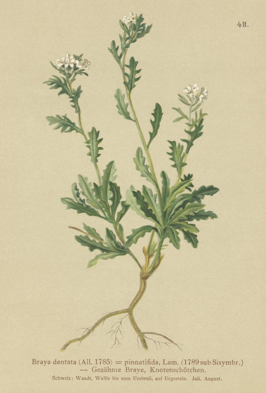 Berro dentado (Braya dentata, Braya pinnatifida, Murbeckiella pinnatifida, Arabette pennatifide, Erba Cornacchia pennatifida) de German School