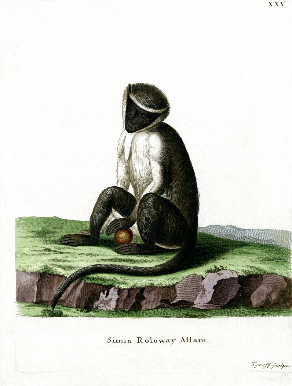 Guenon Roloway de German School
