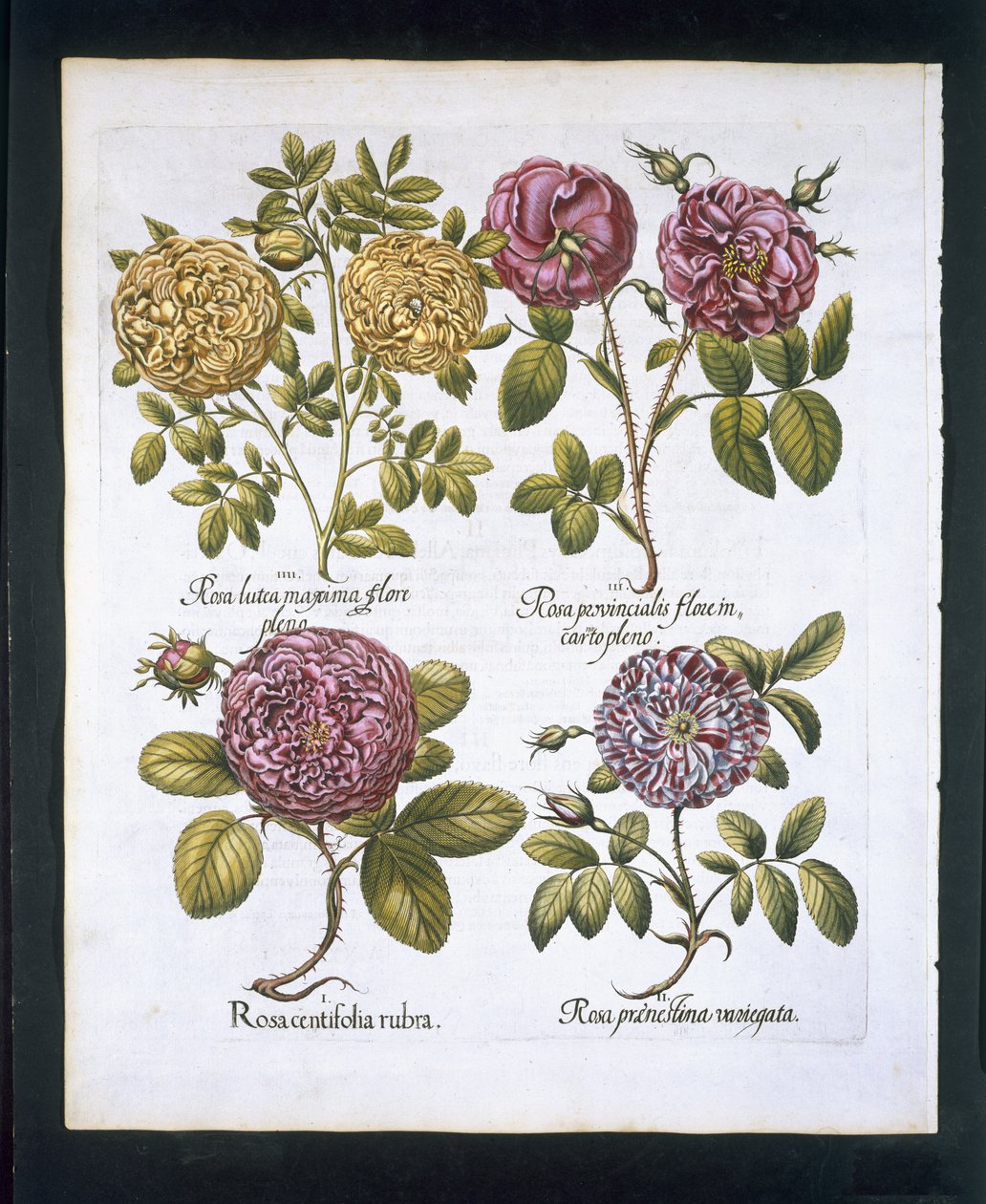 Rosas, lámina 95 de Hortus Eystettensis por Basil Besler (1561-1629) publicado en 1613 de German School