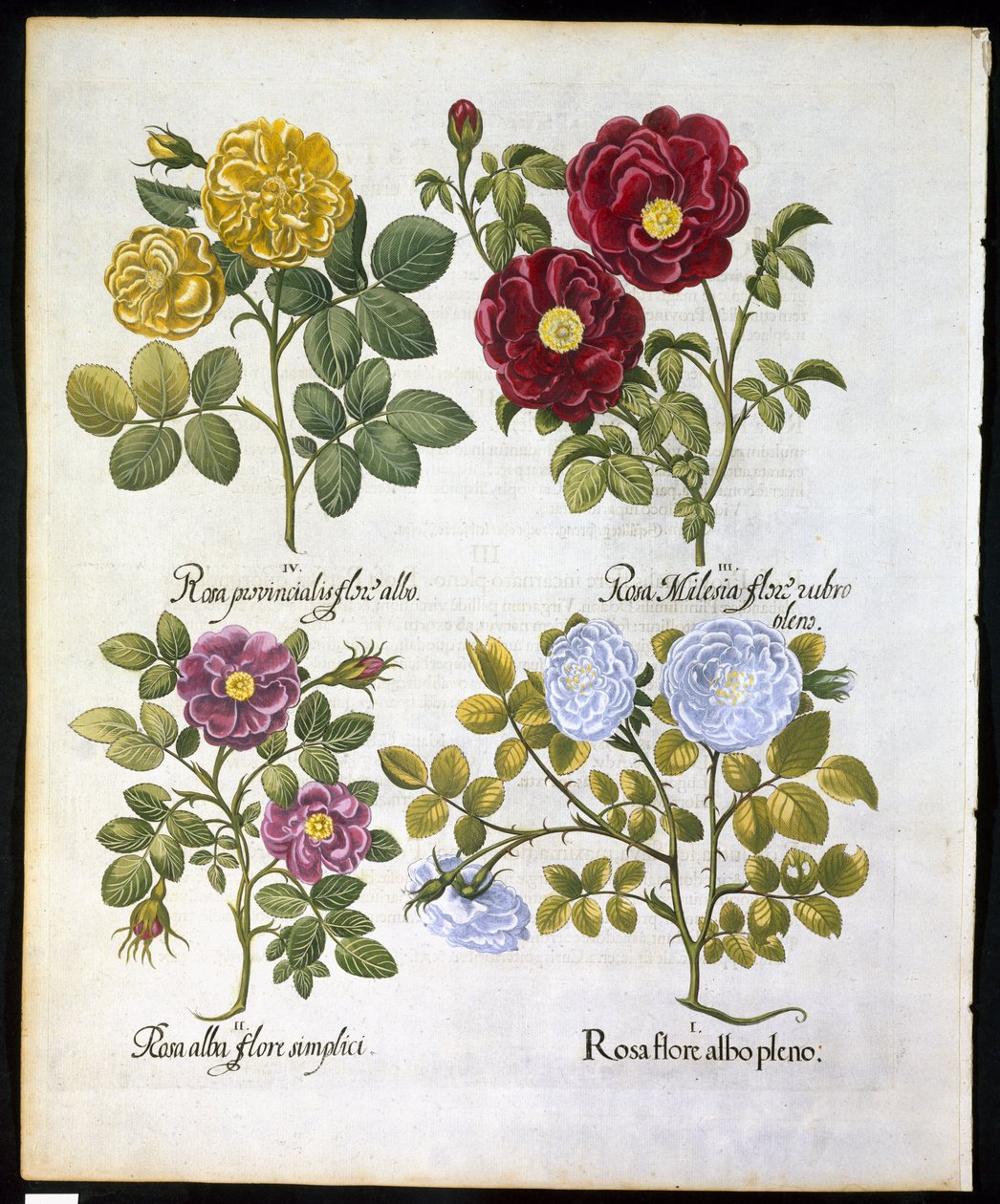 Rosas, lámina 96 de Hortus Eystettensis por Basil Besler (1561-1629) publicado en 1613 de German School