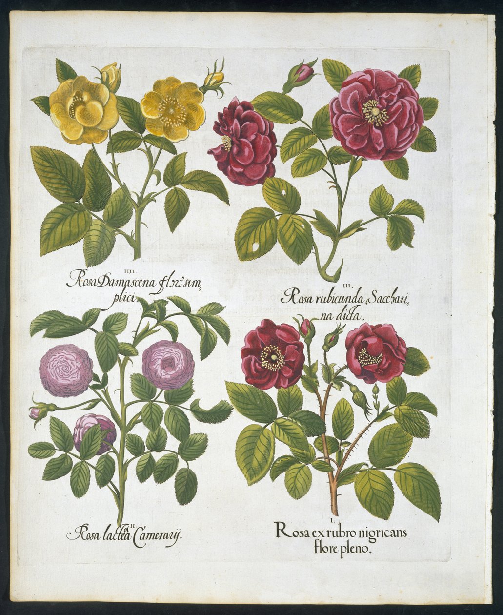 Rosas, lámina 96 de Hortus Eystettensis por Basil Besler (1561-1629) publicado en 1613 de German School
