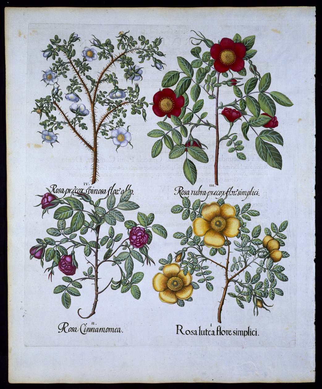 Rosas, lámina 98 de Hortus Eystettensis por Basil Besler (1561-1629) publicado en 1613 de German School
