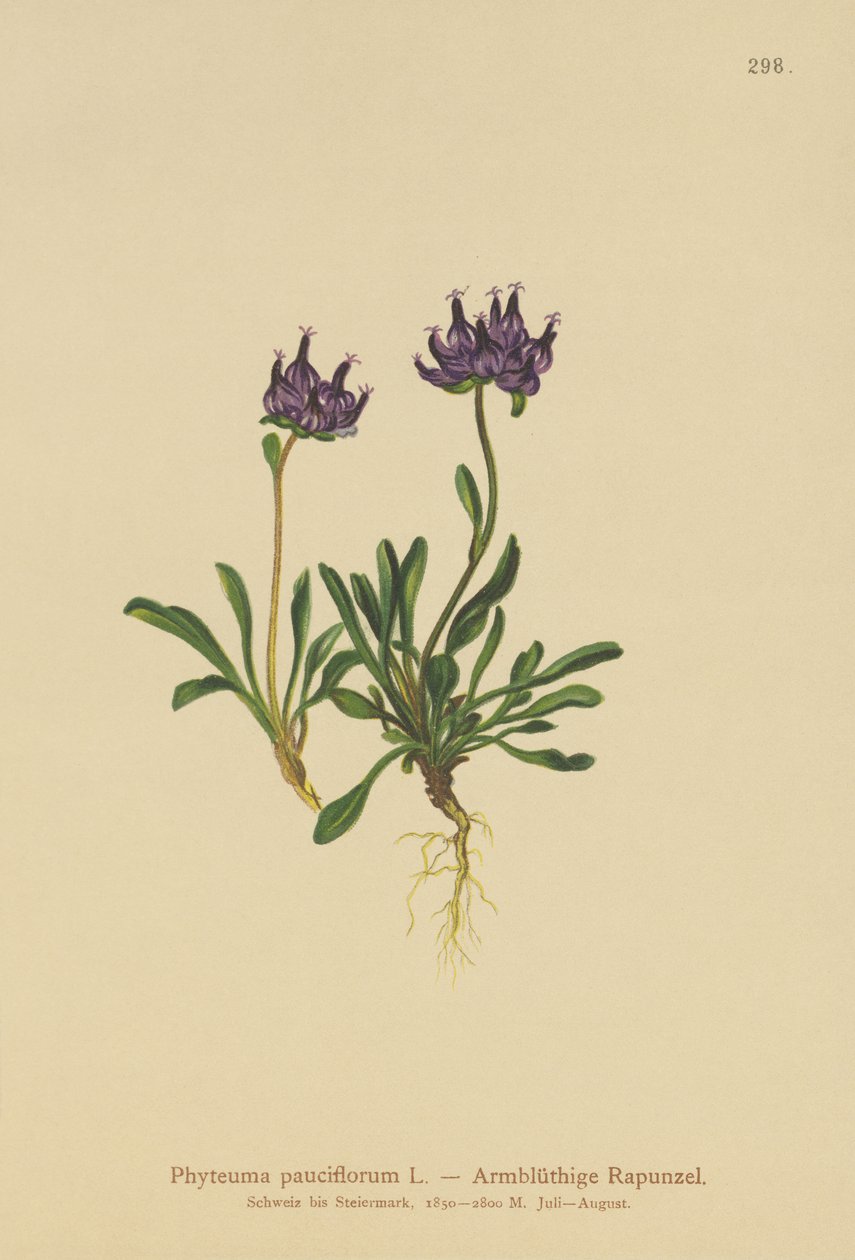 Rampion de cabeza redonda (Phyteuma pauciflorum, Rapunculus pauciflorus, Phyteuma globulariifolium) de German School