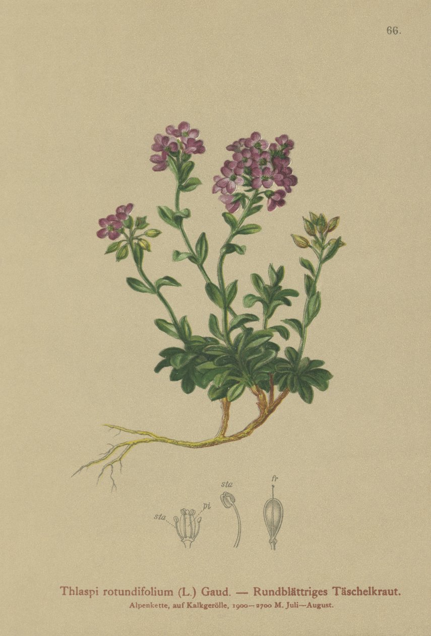 Thlaspi de hojas redondas (Thlaspi rotundifolium, Noccaea rotundifolia, Thlaspi cepaeifolium subsp. rotundifolium) de German School