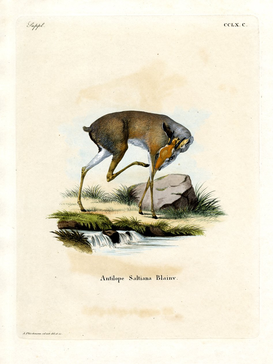 Dik-dik de Salt de German School