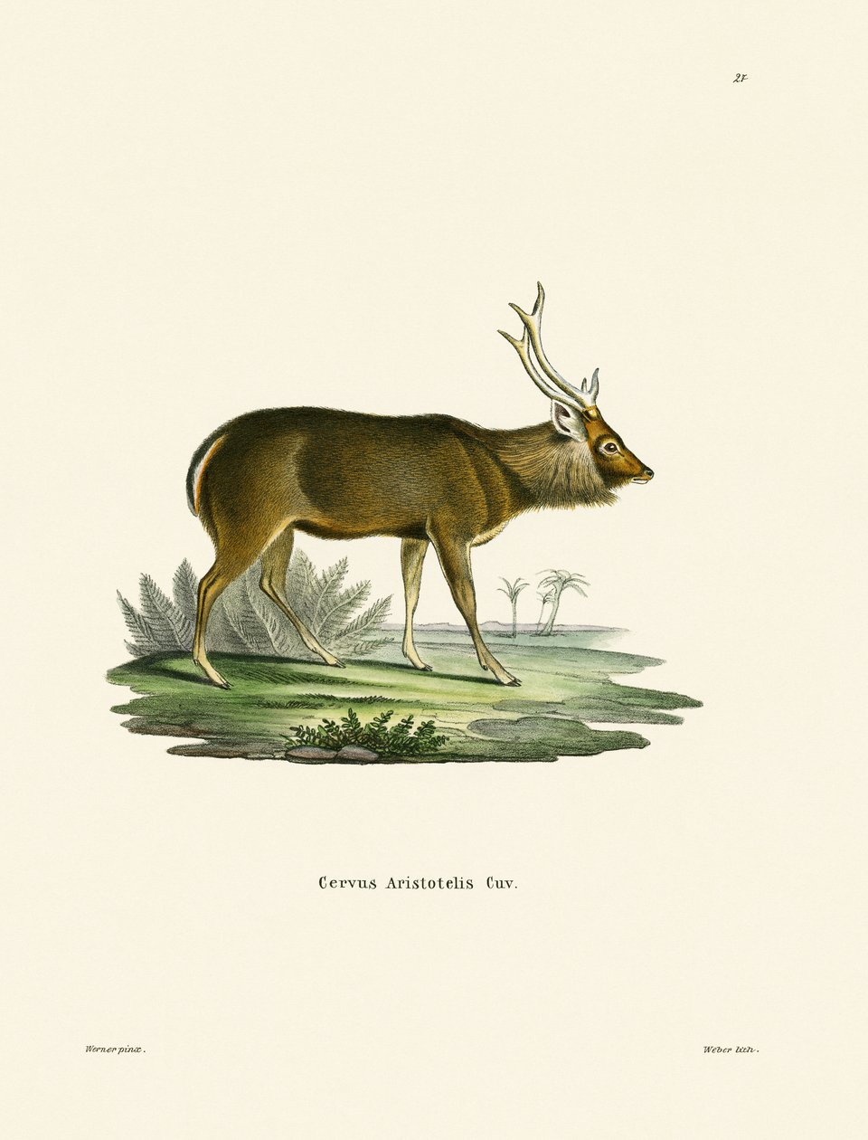 Sambar de German School