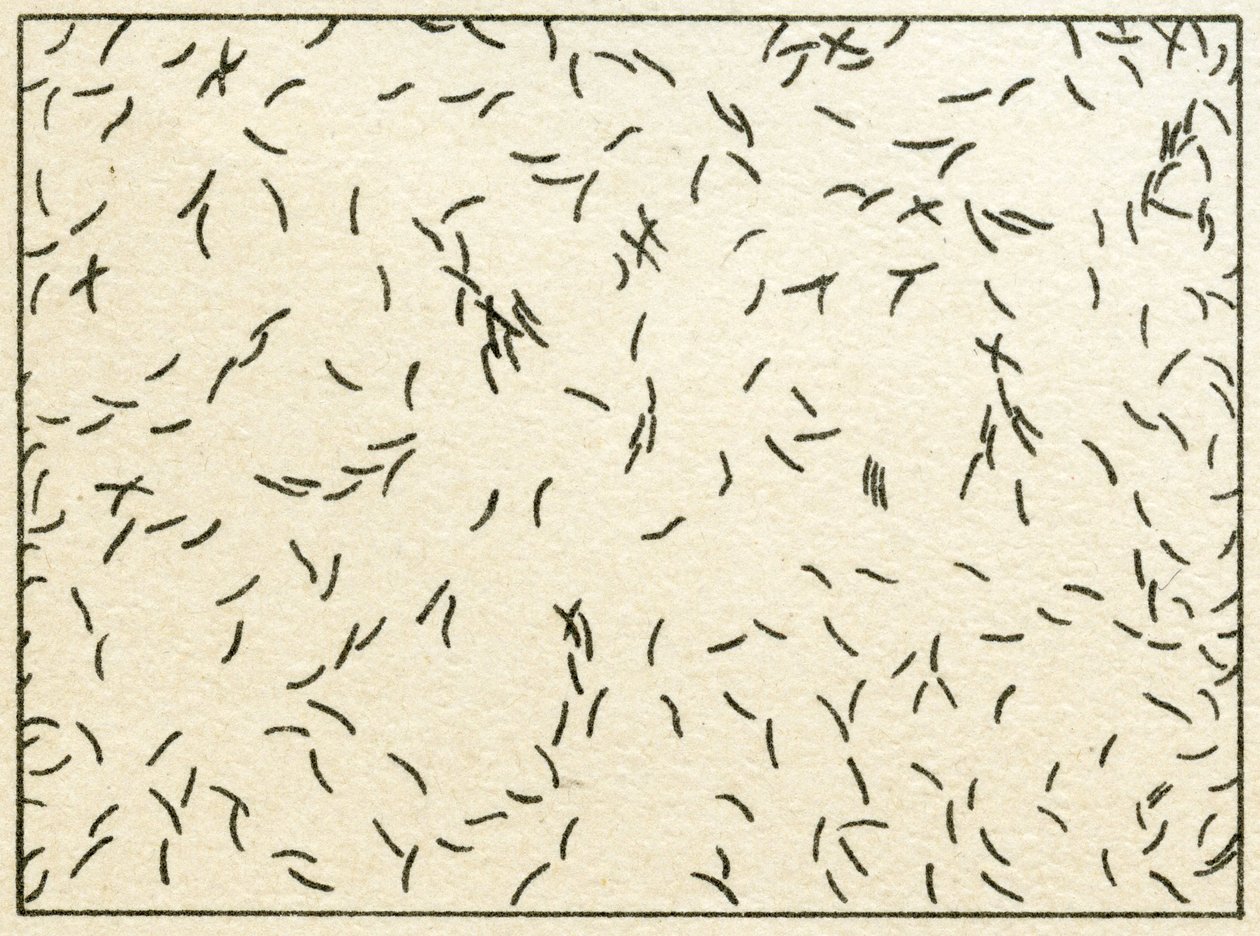 Muestra de bacterias en agua de grifo c.1890 de German School