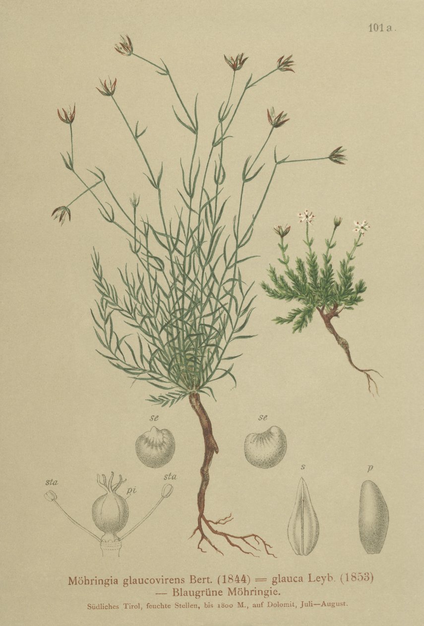 Sandwort de German School