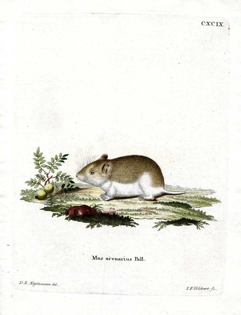 Rata Topo Arenosa de German School