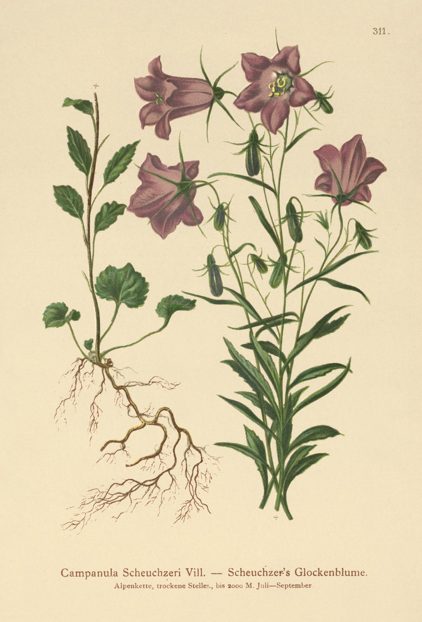 Campanilla de Scheuchzer (Campanula Scheuzeri) de German School