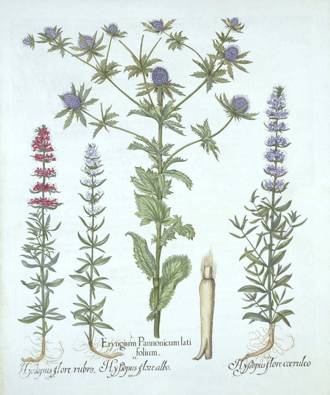 Acebo marino y tres tipos de hisopo, de Hortus Eystettensis, por Basil Besler, pub. 1613 de German School