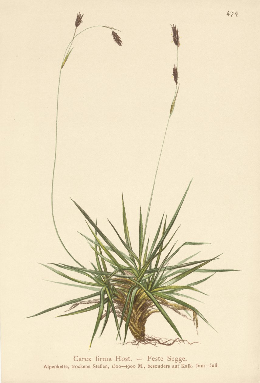 Juncia (Carex firma) de German School