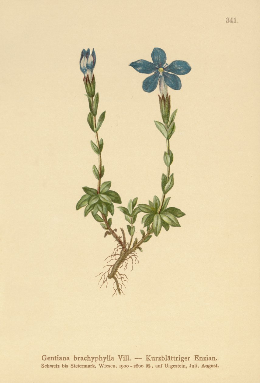 Genciana de hojas cortas (Gentiana brachyphylla) de German School