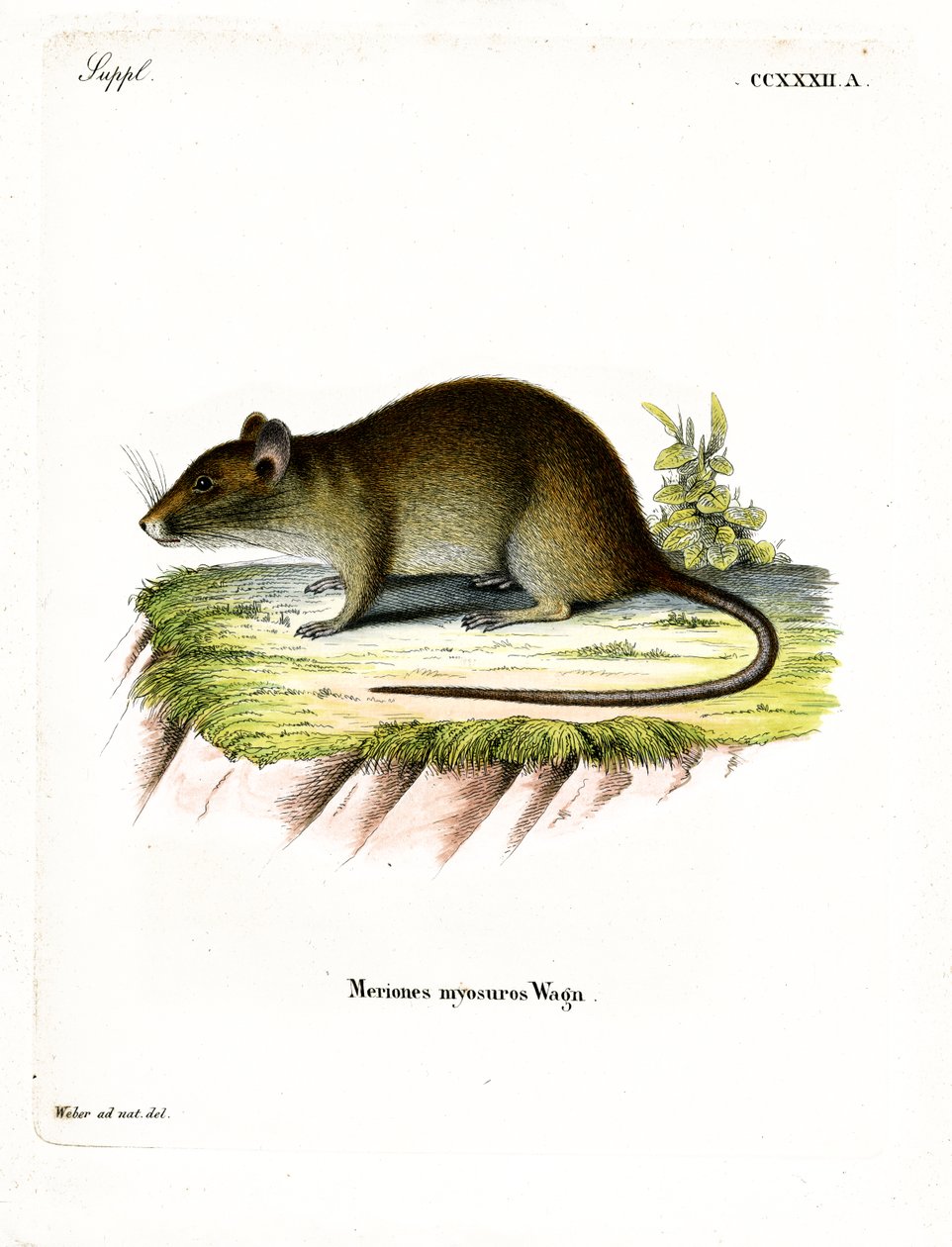 Rata bandicut de cola corta de German School