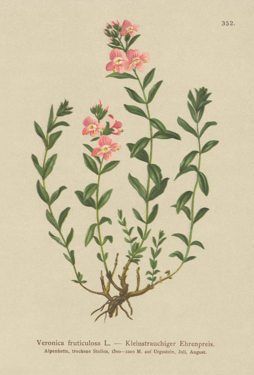 Verónica arbustiva (Veronica fruticulosa, Veronica frutescens) de German School