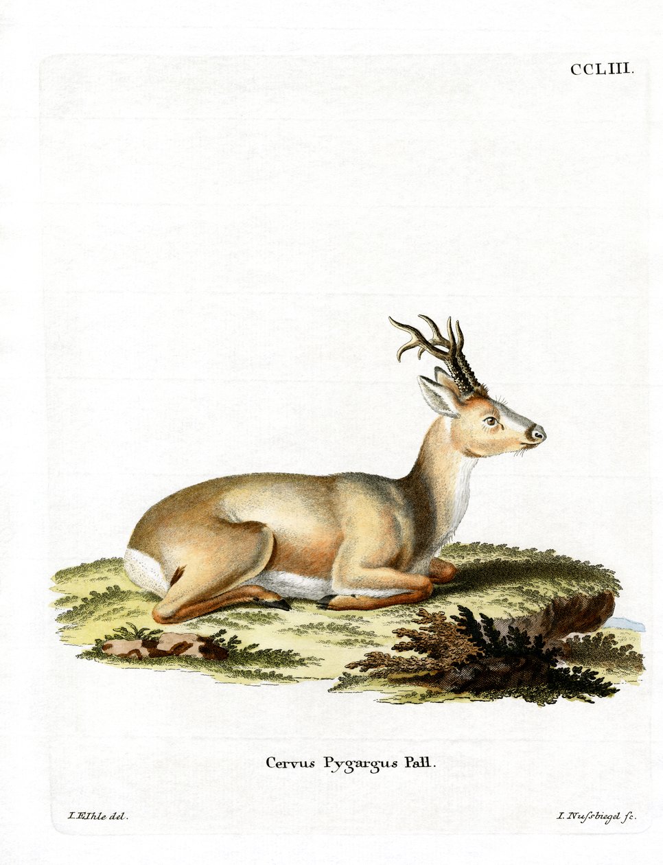 Corzo Siberiano de German School