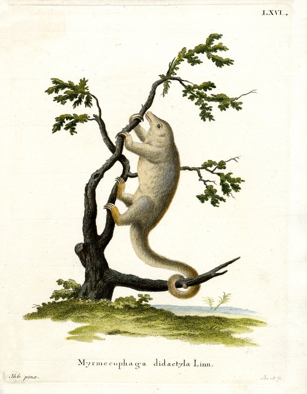 Oso Hormiguero Sedoso de German School