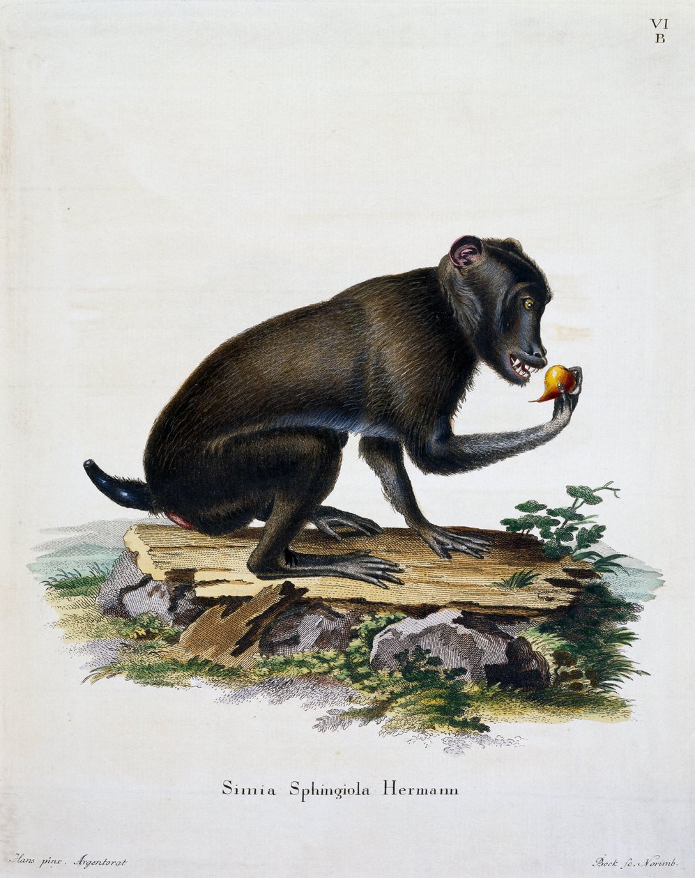 Simia sphingiola, de Mamíferos ilustrados de la naturaleza con descripciones, por Johann Christian Daniel von Schreber (1739-1810), grabado por IC Bock, Alemania de German School