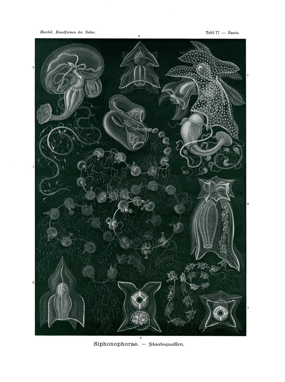 Siphonophorae de German School