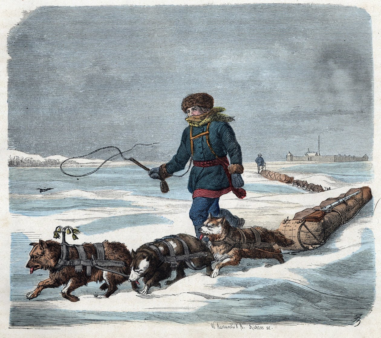 Perro de trineo en la nieve de América. En 