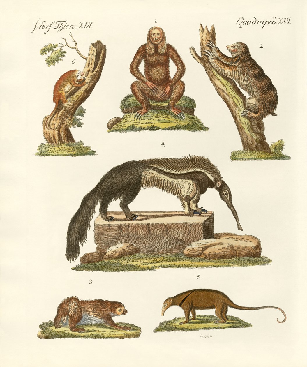 Perezosos y osos hormigueros de German School