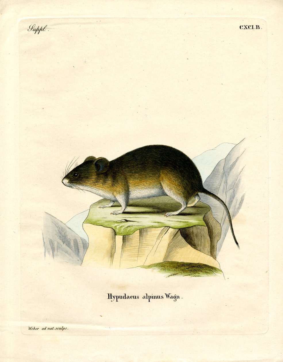 Vole de Nieve de German School