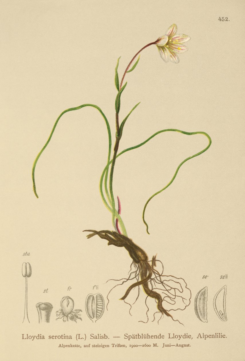 Lirio de Snowdon (Lloydia serotina, Gagea serotina, Lloydia alpina, Lloydia striata) de German School