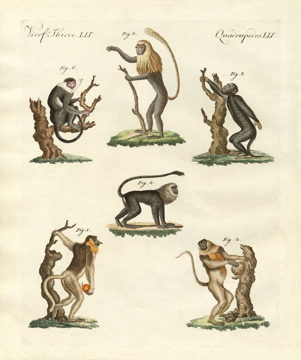 Algunos tipos de monos de German School