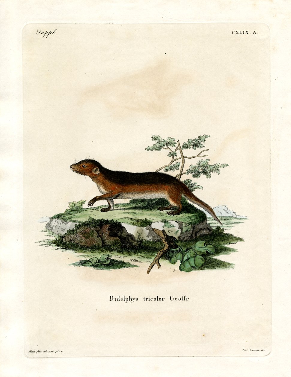 Zarigüeya de Lados Rojos del Sur de German School
