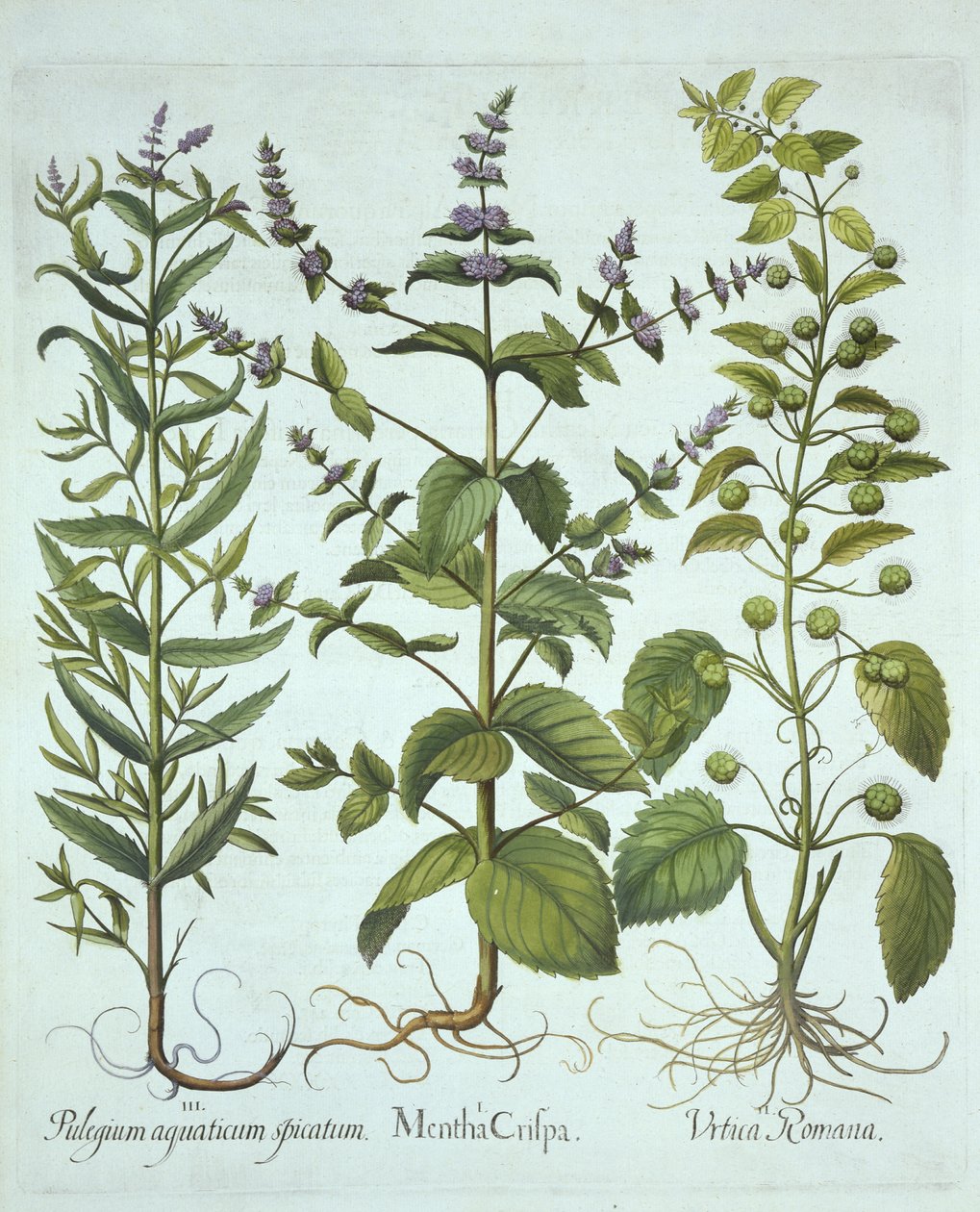 Menta verde, Ortiga romana y Menta de hoja larga, de Hortus Eystettensis, por Basil Besler (1561-1629), pub. 1613 de German School