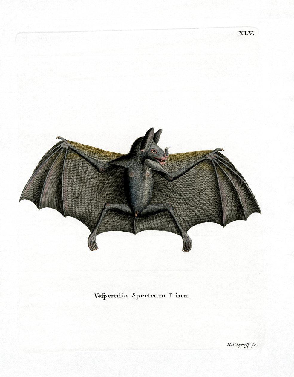 Murciélago Espectral de German School
