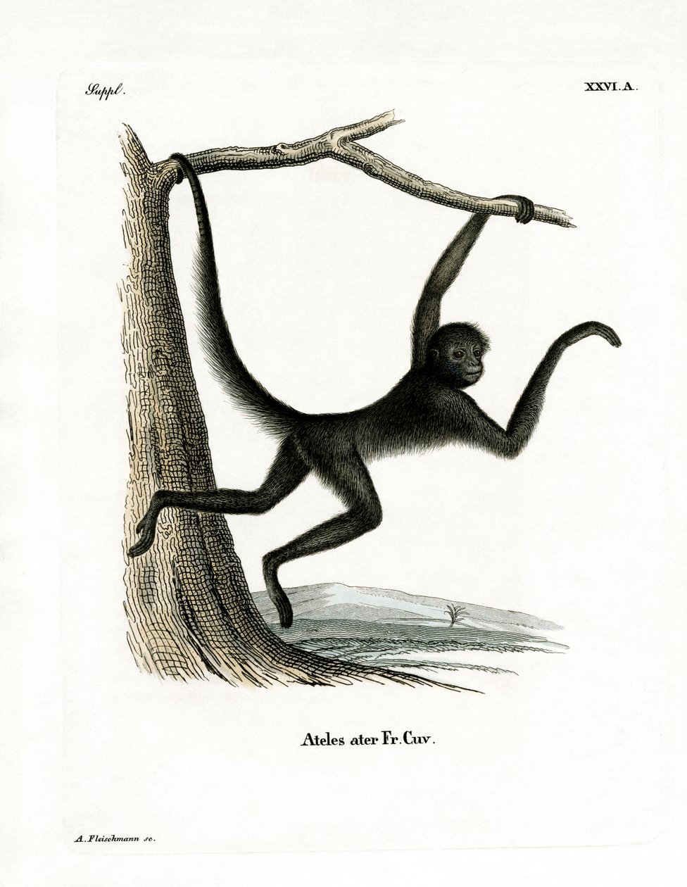 Mono Araña de German School