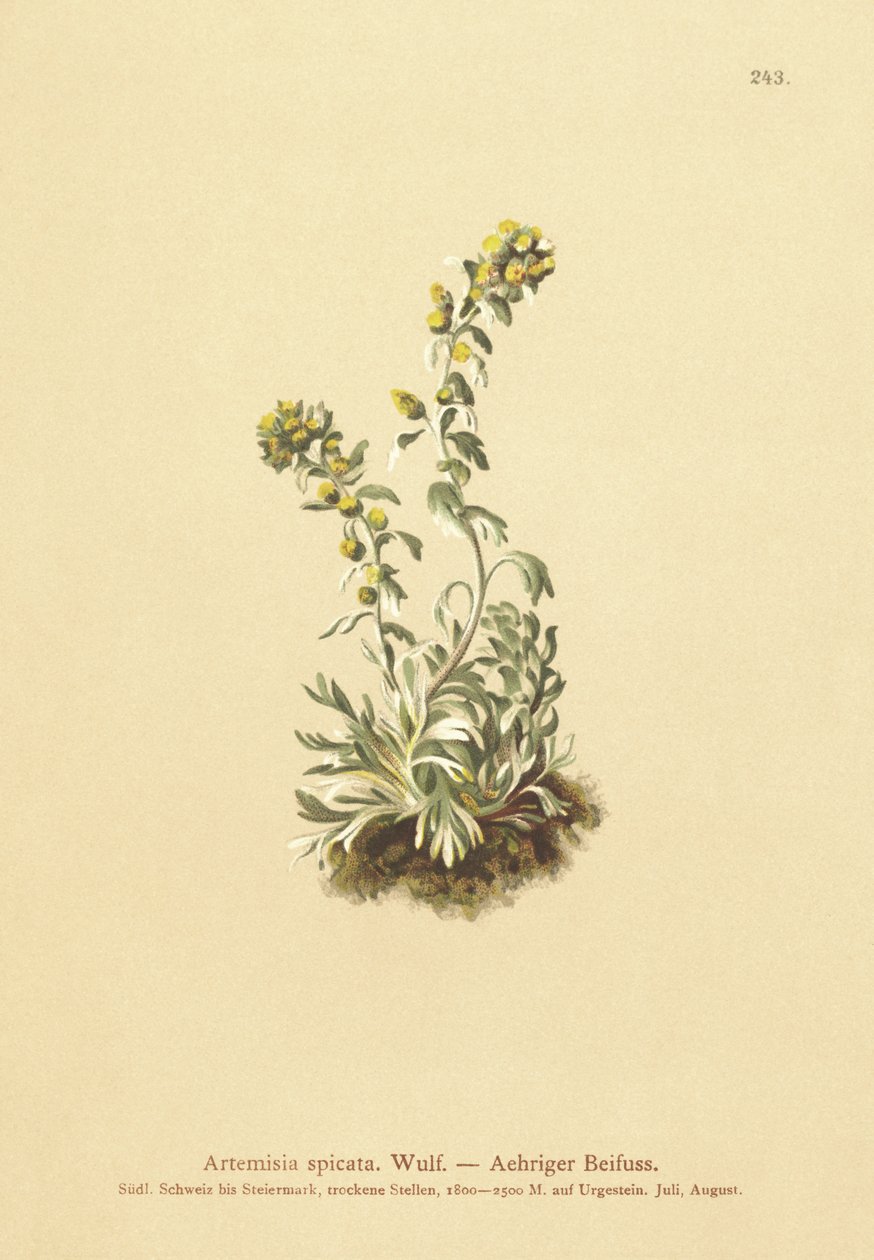 Ajenjo espigado (Artemisia spicata, Artemisia bocconei, Artemisia genipi) de German School