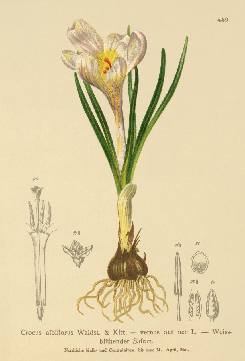 Crocus de Primavera (Crocus albiflorus, Crocus vernus) de German School